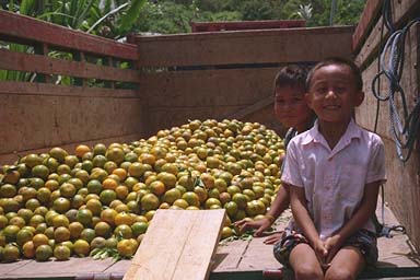 Even the green ones are sweet (Sulawesi)