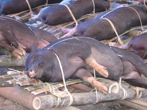 Boars at Bolu Market