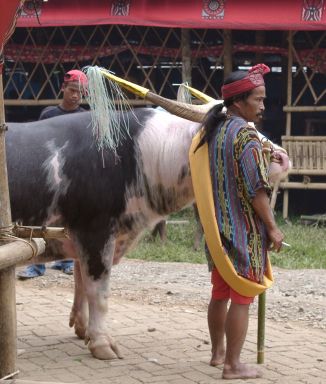 Decorated Buffalo at Toraja Funeral