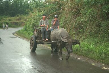 http://www.kutu.com/road/oxcart.jpg
